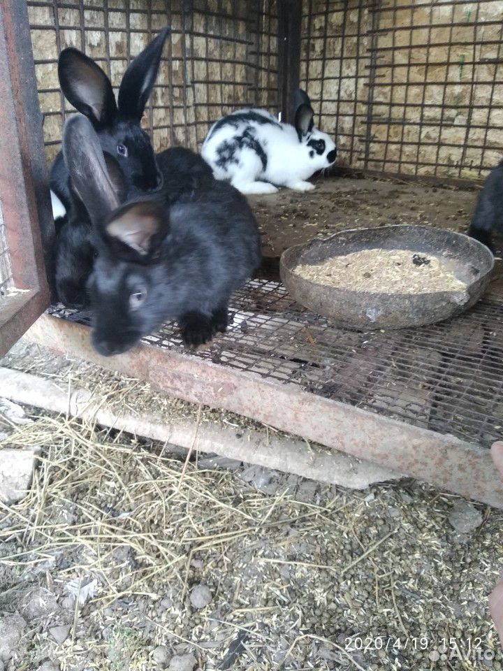 Кролики 4 мес обмен купить на Зозу.ру - фотография № 1