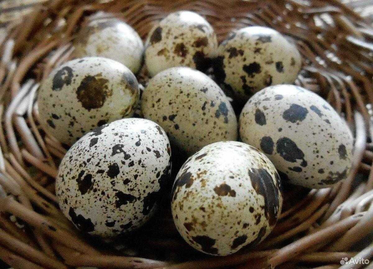 Гусята, птенцы перепелов, яйца перепелиные, свежие купить на Зозу.ру - фотография № 4