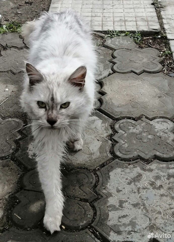 Кошка, Мейн-кун купить на Зозу.ру - фотография № 1