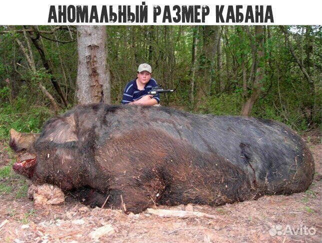 Свиней скот коров вынужденный забой купить на Зозу.ру - фотография № 1