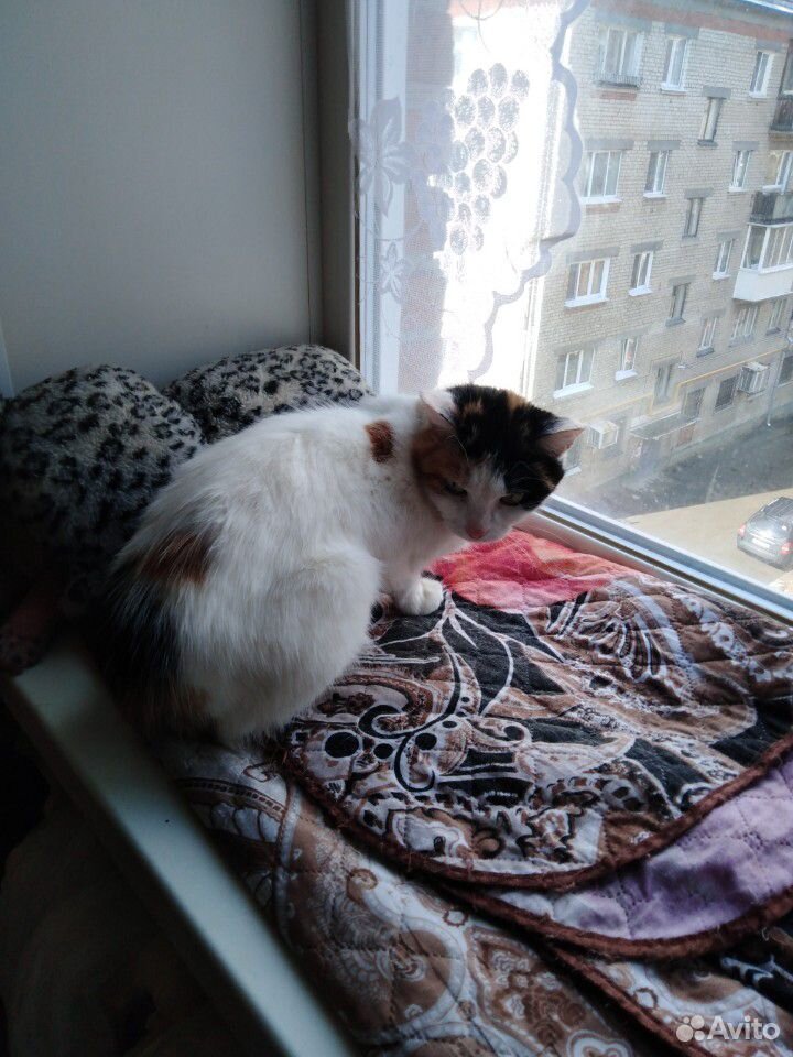 Молодая кошка стерилизована купить на Зозу.ру - фотография № 4