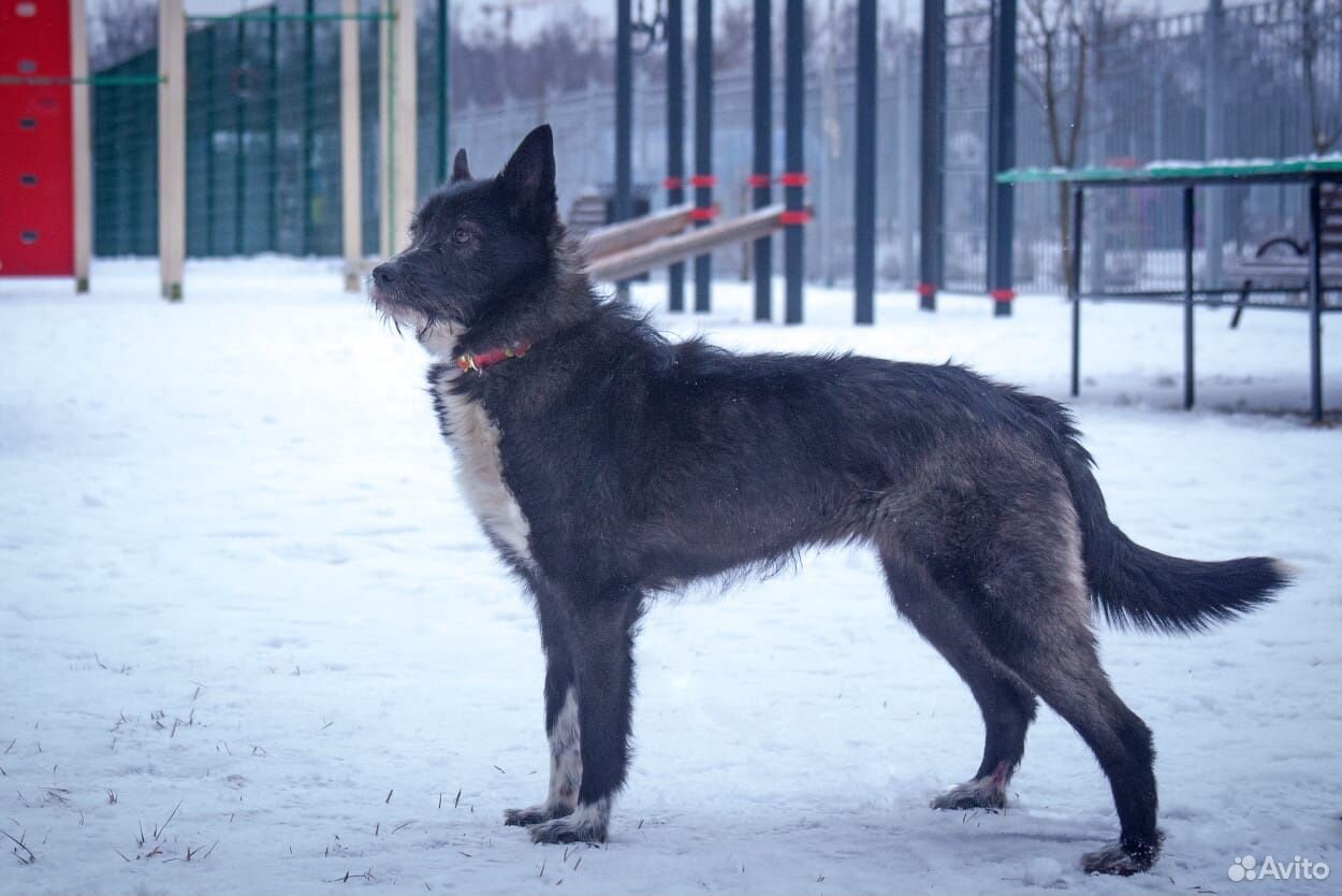 Собака Линда в добрые руки купить на Зозу.ру - фотография № 4