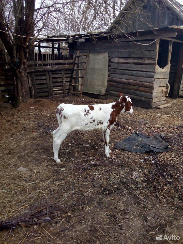 Корова Продам телочек айширгской породы купить на Зозу.ру - фотография № 4