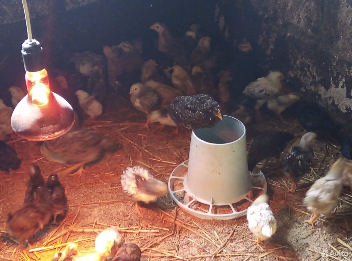 Цыплята домашние, яйцо купить на Зозу.ру - фотография № 5