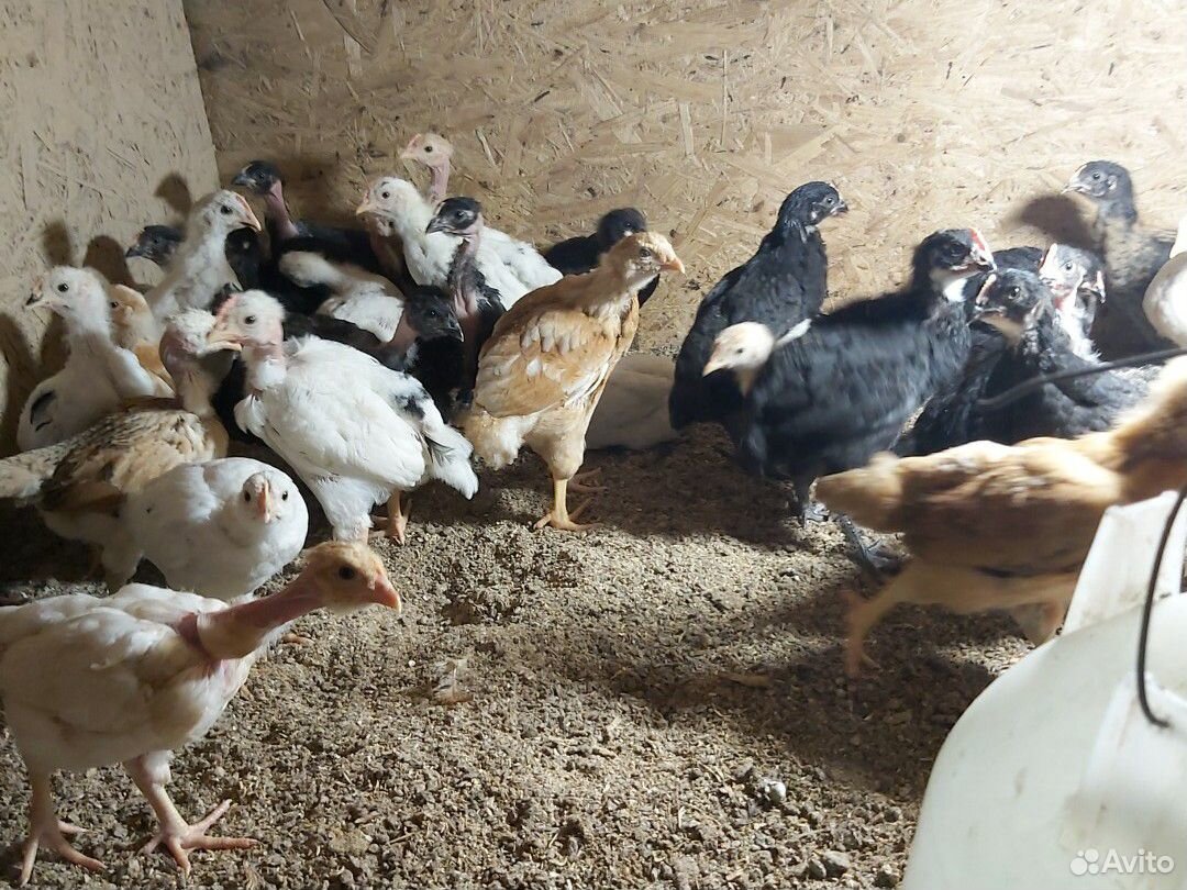 Цыплята,гуси,гусята купить на Зозу.ру - фотография № 1