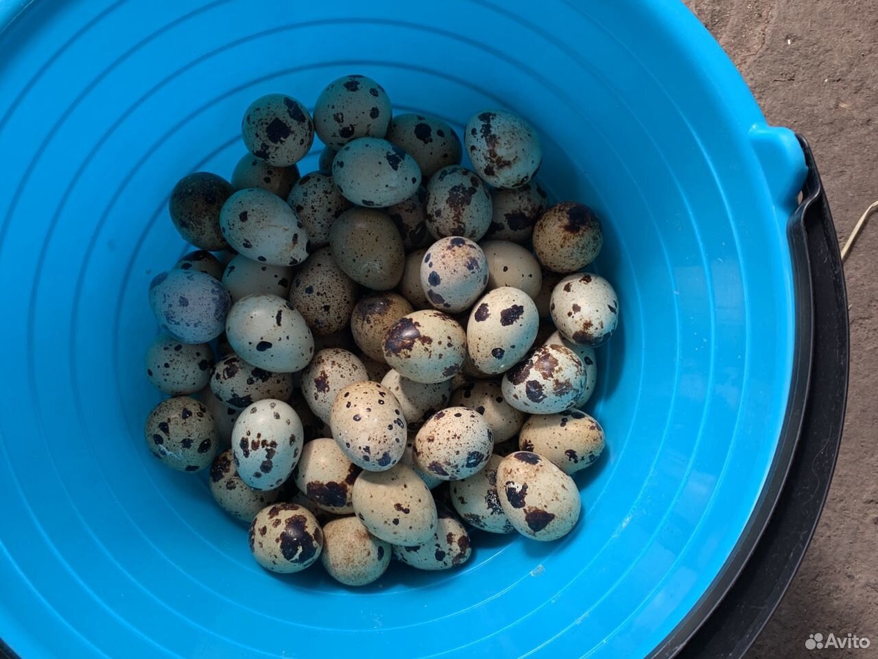 Яйца перепелиные инкубационные купить на Зозу.ру - фотография № 1