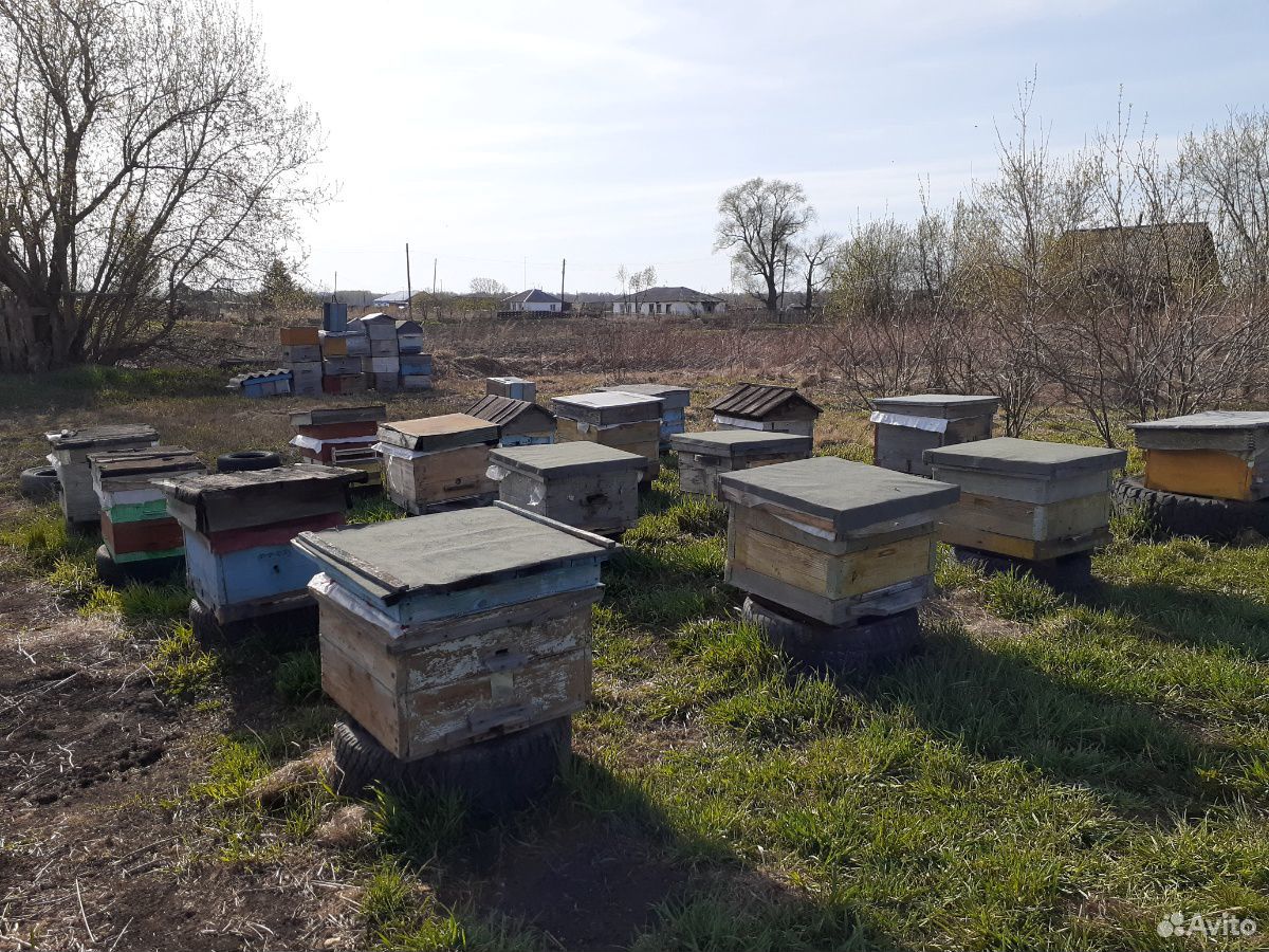 Продаю пчелосемьи с ульями купить на Зозу.ру - фотография № 1