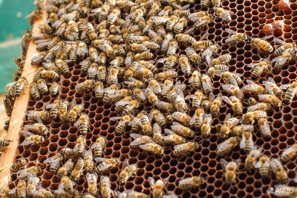 Продаётся 4 семьи пчёл купить на Зозу.ру - фотография № 1