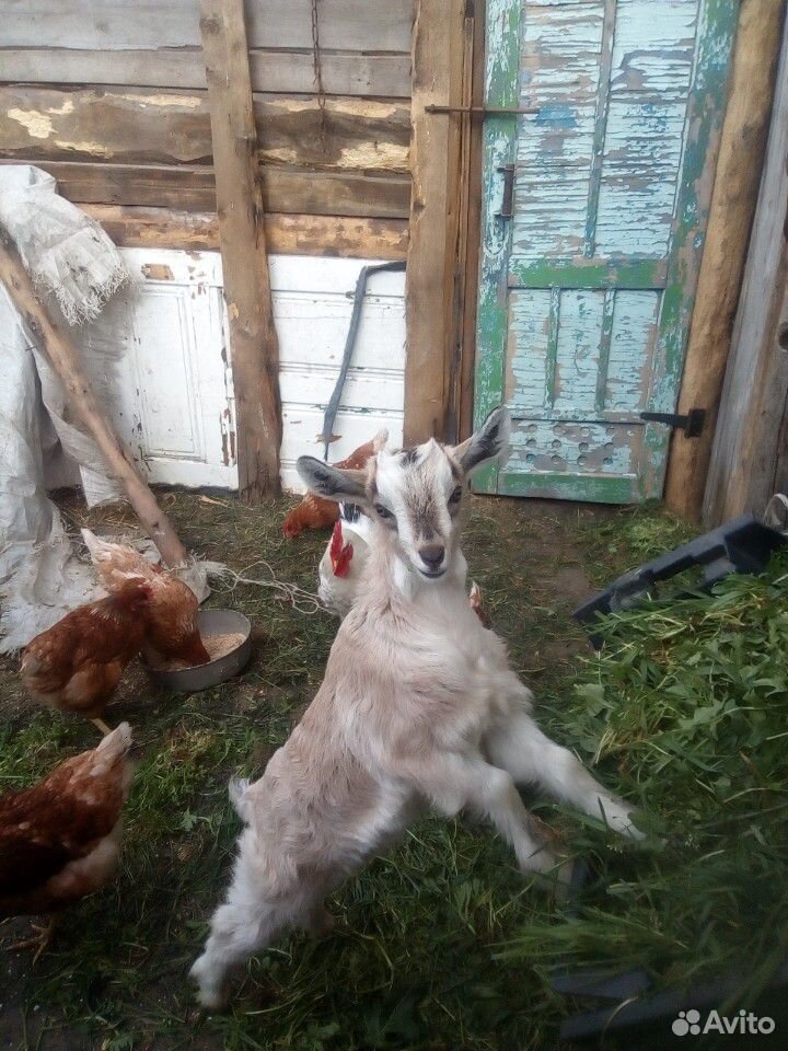 Продаетсямолодаякозочка от дойной козы купить на Зозу.ру - фотография № 3