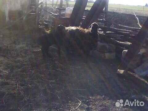 Курдючная овца с ягнёнком купить на Зозу.ру - фотография № 3