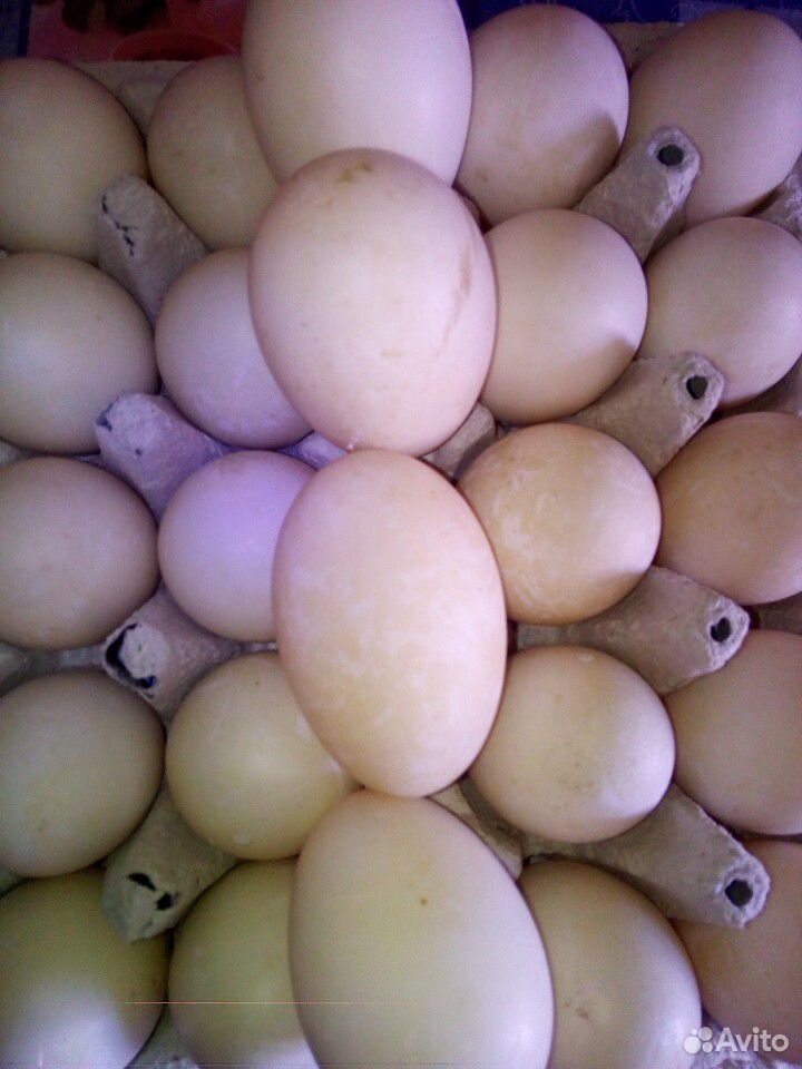 Яйцо инкубационное утки Голубой фаворит купить на Зозу.ру - фотография № 1