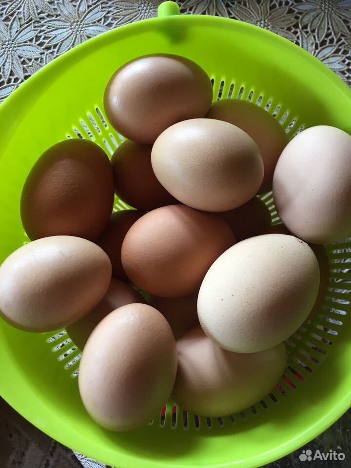 Яйцо инкубационное. Фазаны, куры, перепелки купить на Зозу.ру - фотография № 1