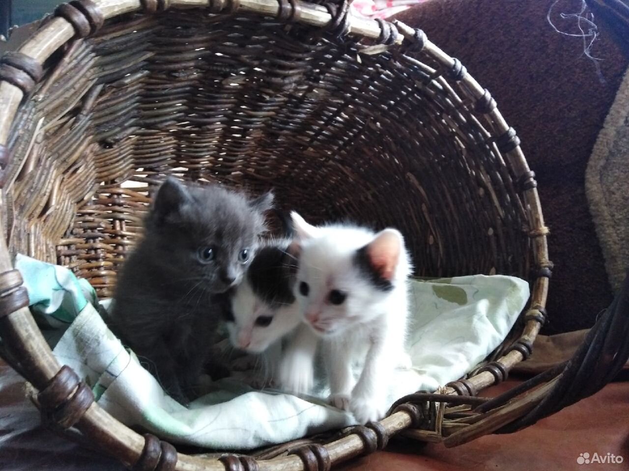 Один котик и две кошечки жду своего дома купить на Зозу.ру - фотография № 1