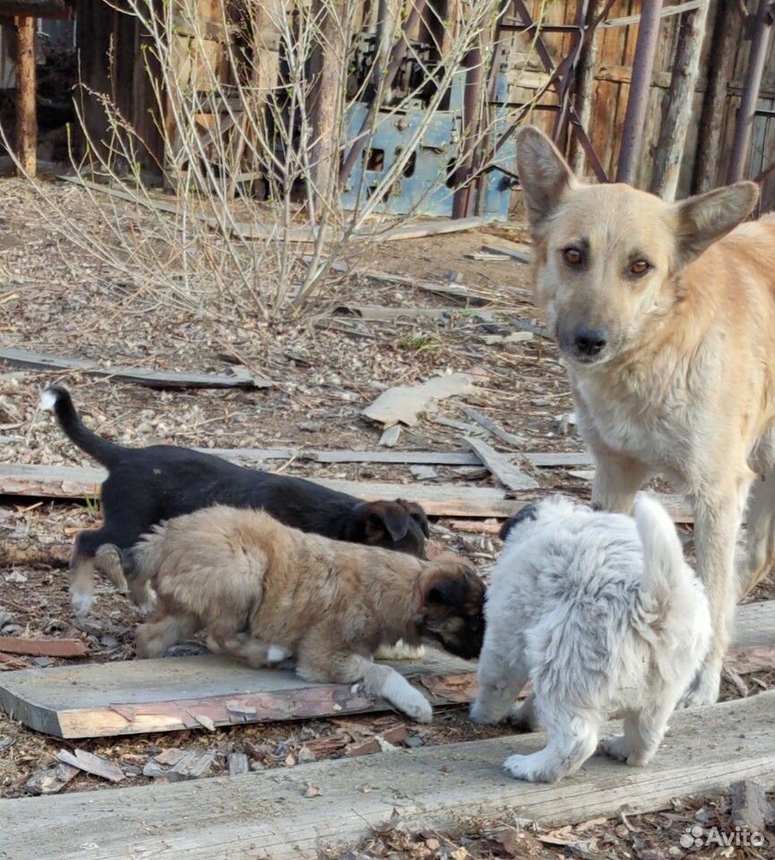 Отдам щенков-дворян от собаки на предприятии купить на Зозу.ру - фотография № 2