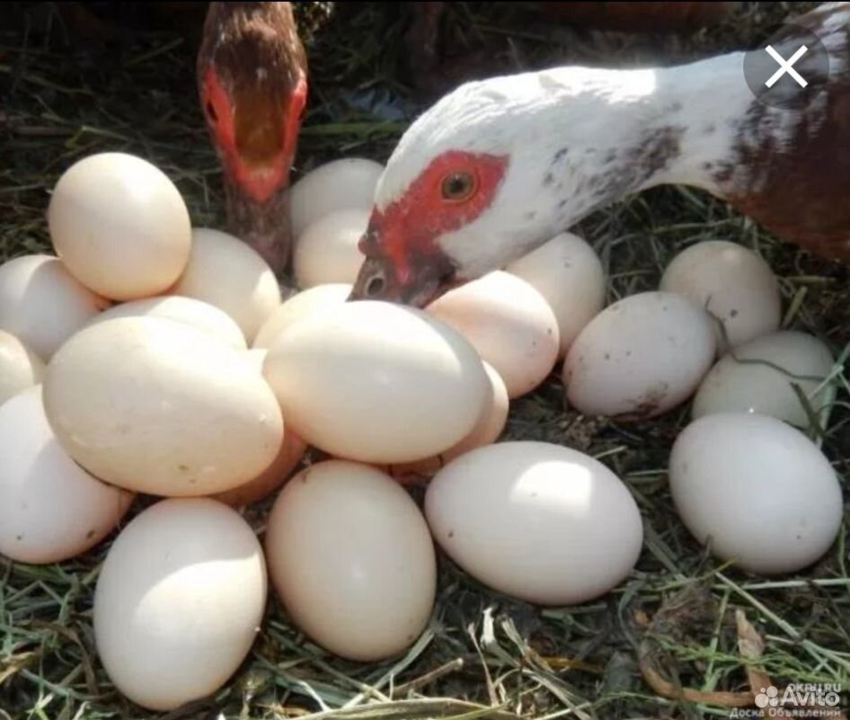 Инкубационное яйцо утки. Яйцо мускусной утки. Индоутка инкубационное яйцо. Инкубационное яйцо индоуток. Купить мускусных яйца инкубационные яйца