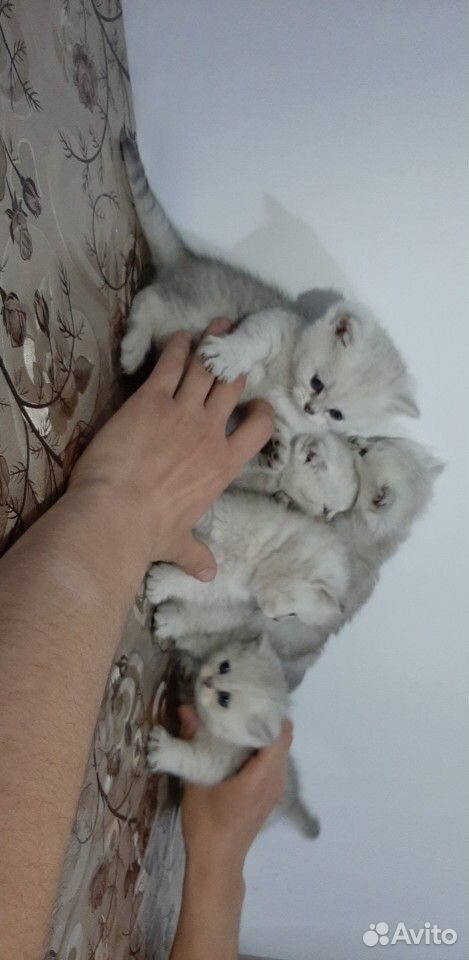 Чистокровные котята шиншиллы купить на Зозу.ру - фотография № 5