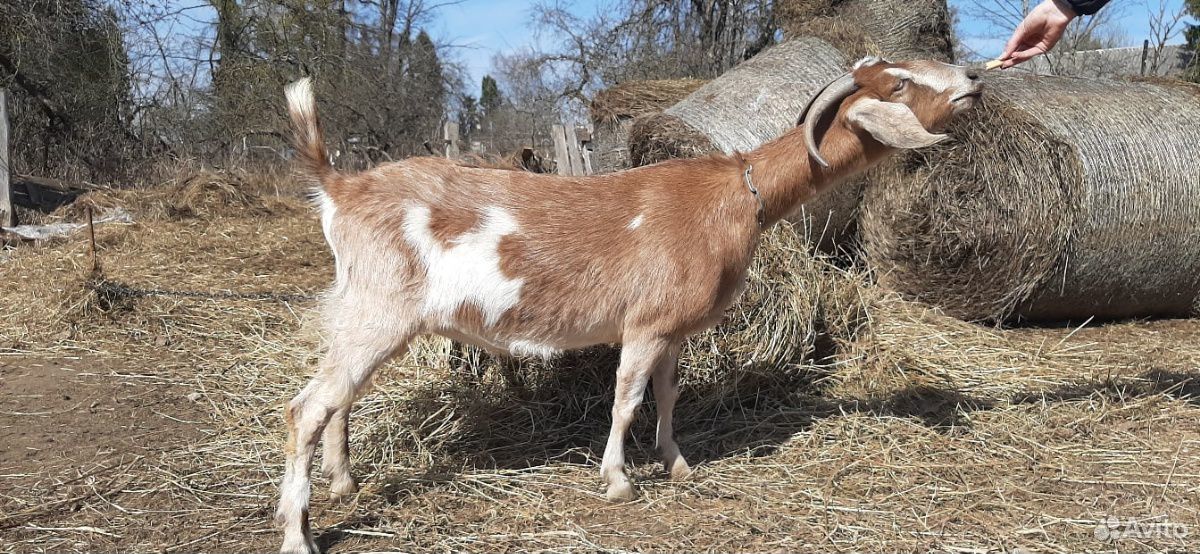 Нубийская коза и луннопятнистый козел купить на Зозу.ру - фотография № 2