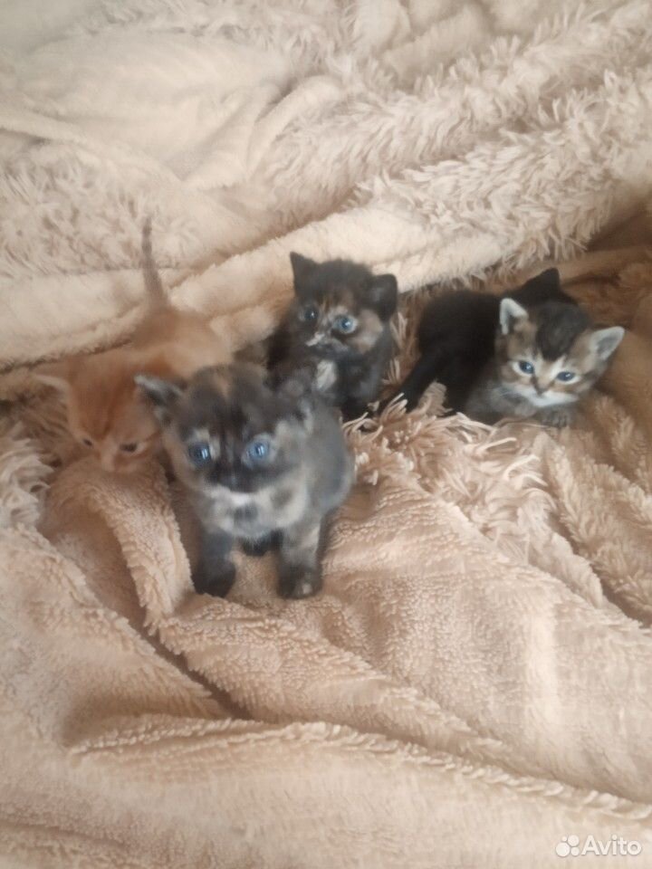 Маленькие котятки купить на Зозу.ру - фотография № 1