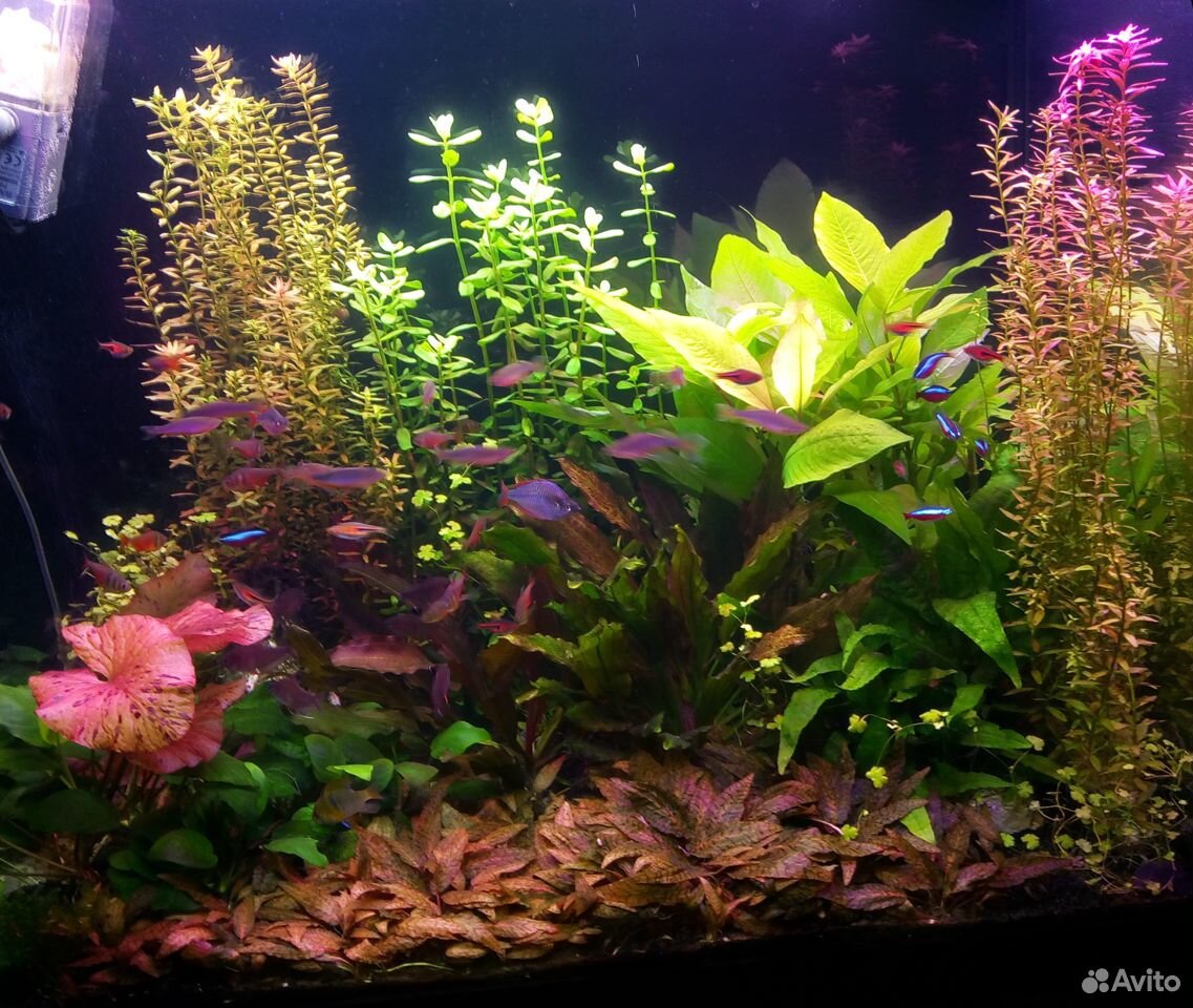 Растения аквариумные: Криптокорина нури, Лимонник купить на Зозу.ру - фотография № 1