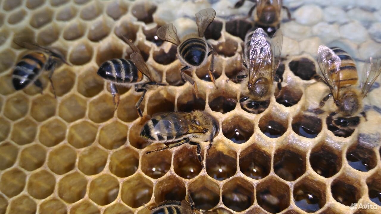 Продукты пчеловодства купить на Зозу.ру - фотография № 2