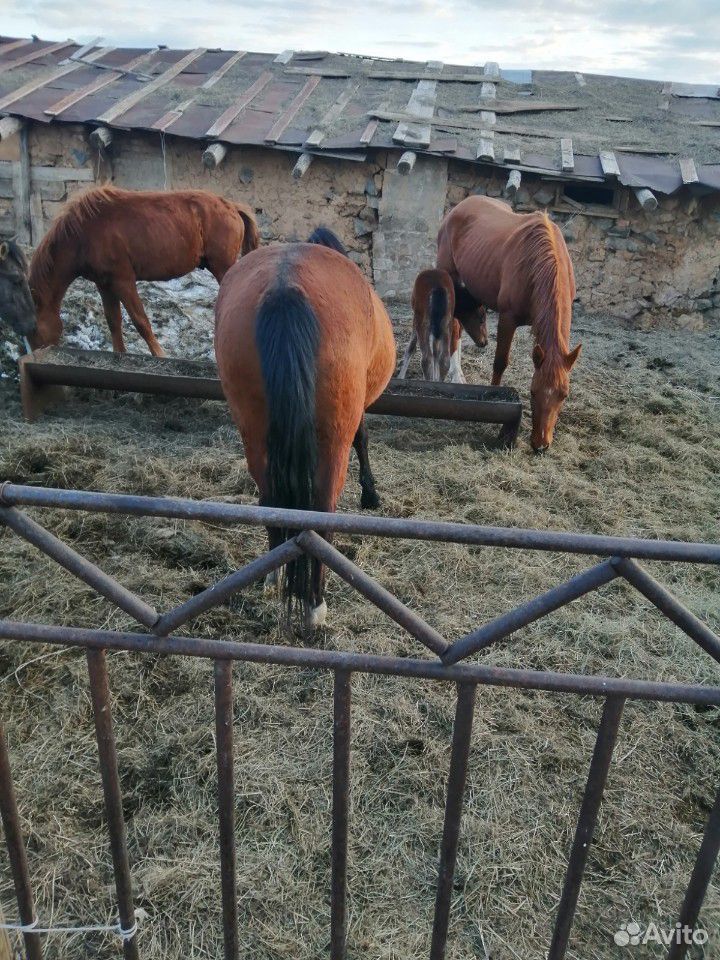 Лошади купить на Зозу.ру - фотография № 4