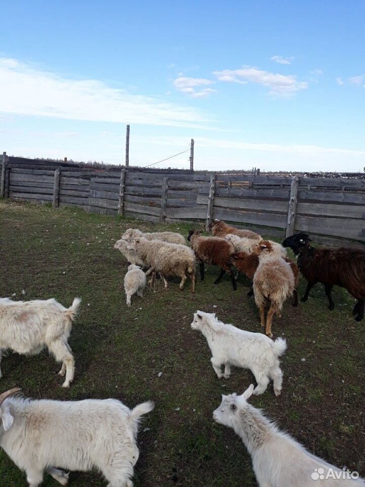 Продам овец и коз купить на Зозу.ру - фотография № 2