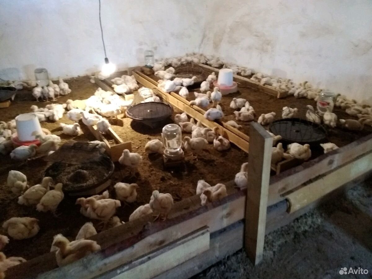 Цыплята подрощенные купить на Зозу.ру - фотография № 2