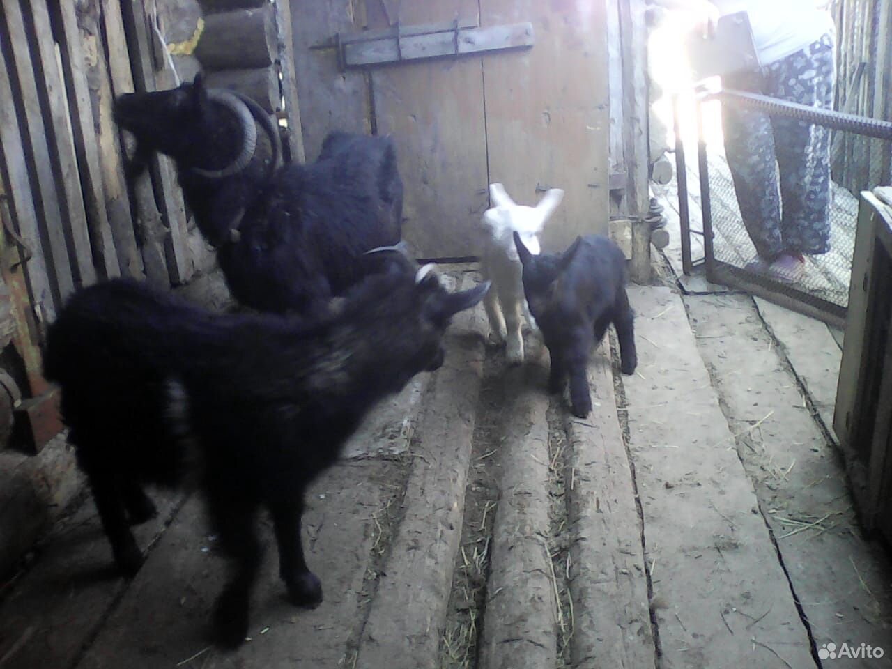 Продаётся доеная коза с козлятами, все вопросы по купить на Зозу.ру - фотография № 1