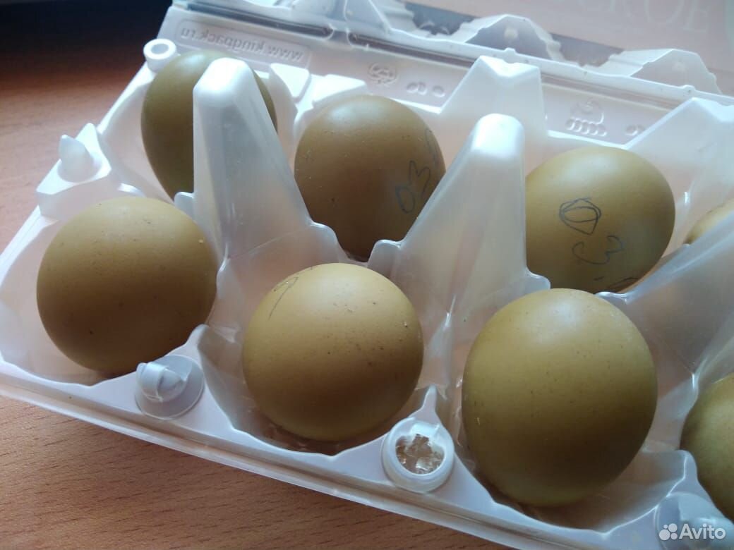 Яйца фазана инкубационные купить на Зозу.ру - фотография № 1