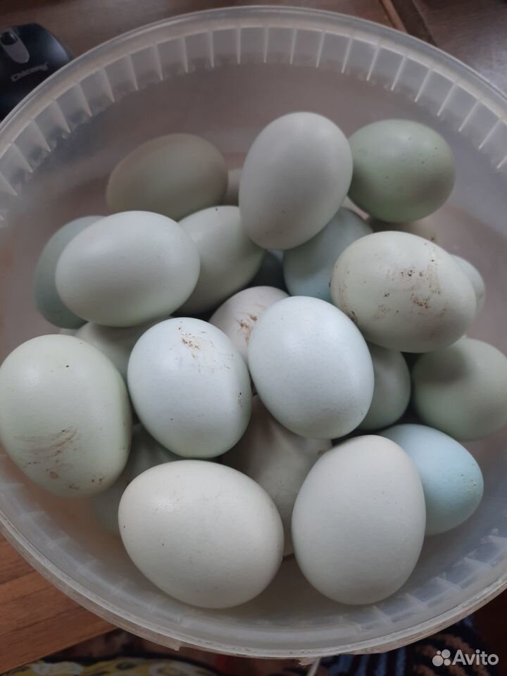 Цыплята.Яйцо инкубационное голубое купить на Зозу.ру - фотография № 2