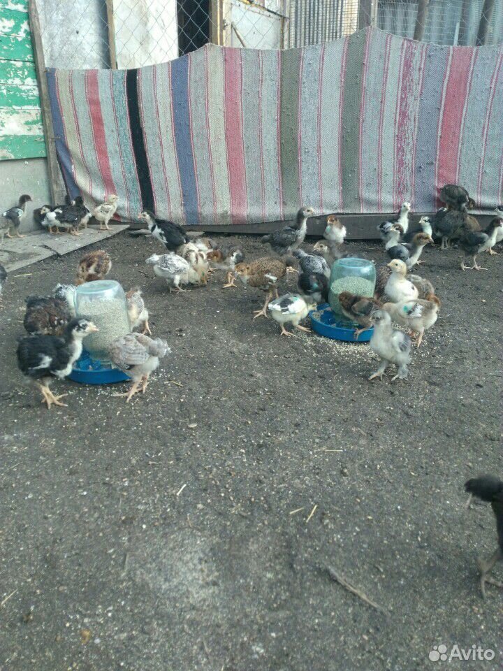 Цыплята ливенские купить на Зозу.ру - фотография № 1