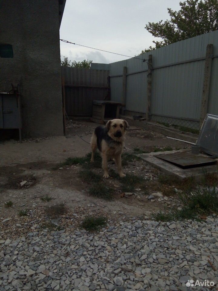 Собака двортерьер купить на Зозу.ру - фотография № 3