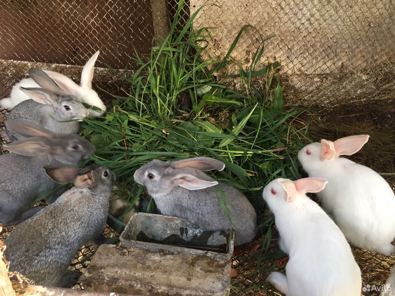 Кролики:белые и серые купить на Зозу.ру - фотография № 1