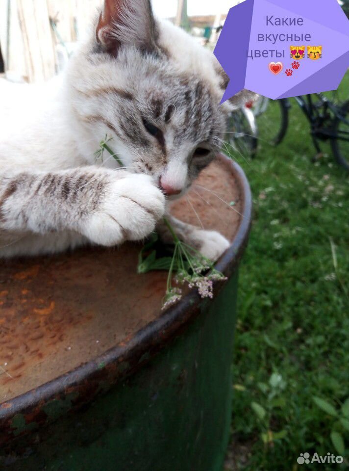 Кошка с катятами одельно и вмести купить на Зозу.ру - фотография № 1