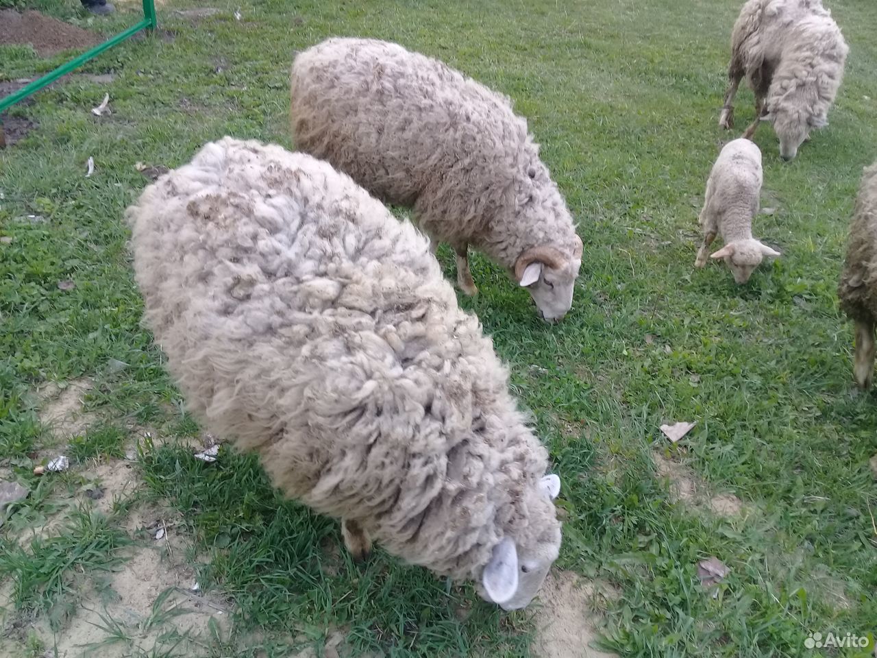 Овцы, баран купить на Зозу.ру - фотография № 5