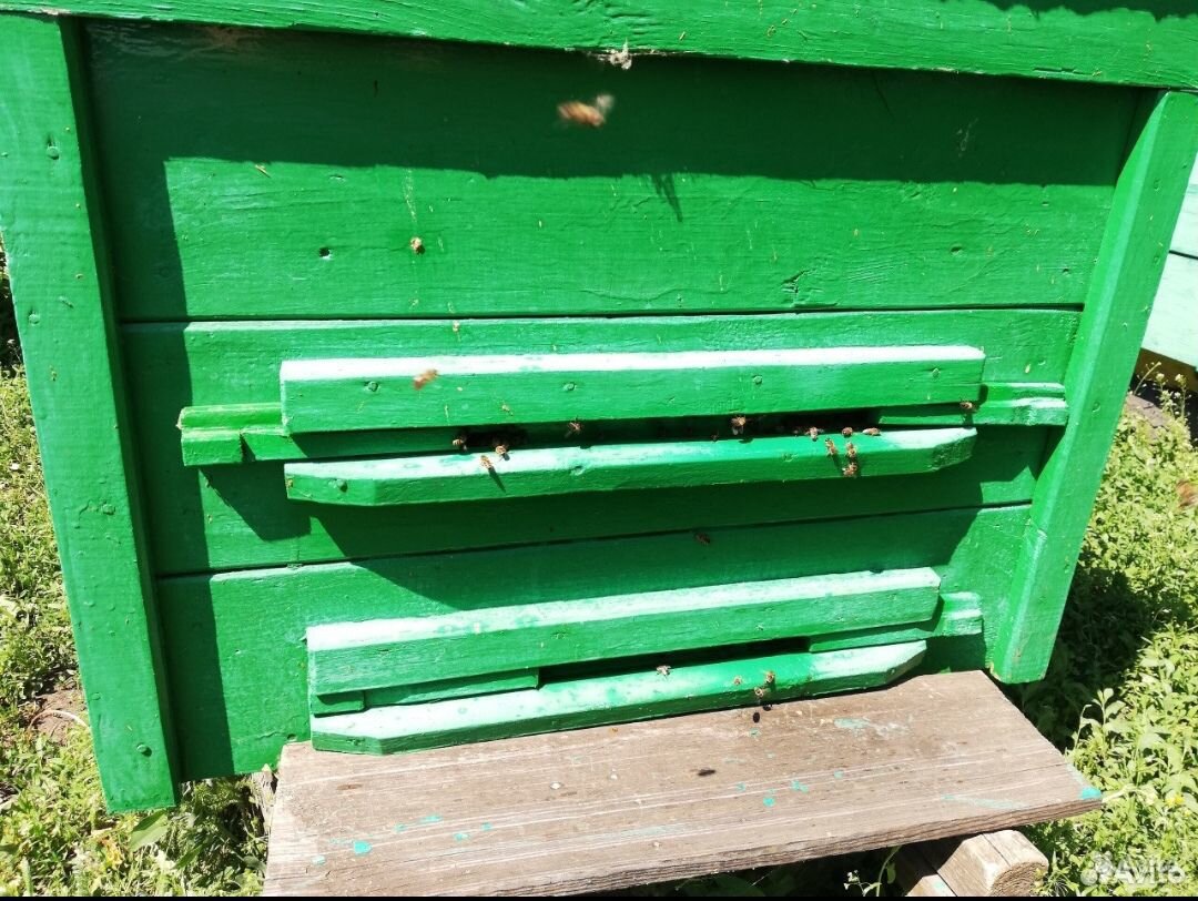 Продаю пчелосемьи с ульями купить на Зозу.ру - фотография № 1