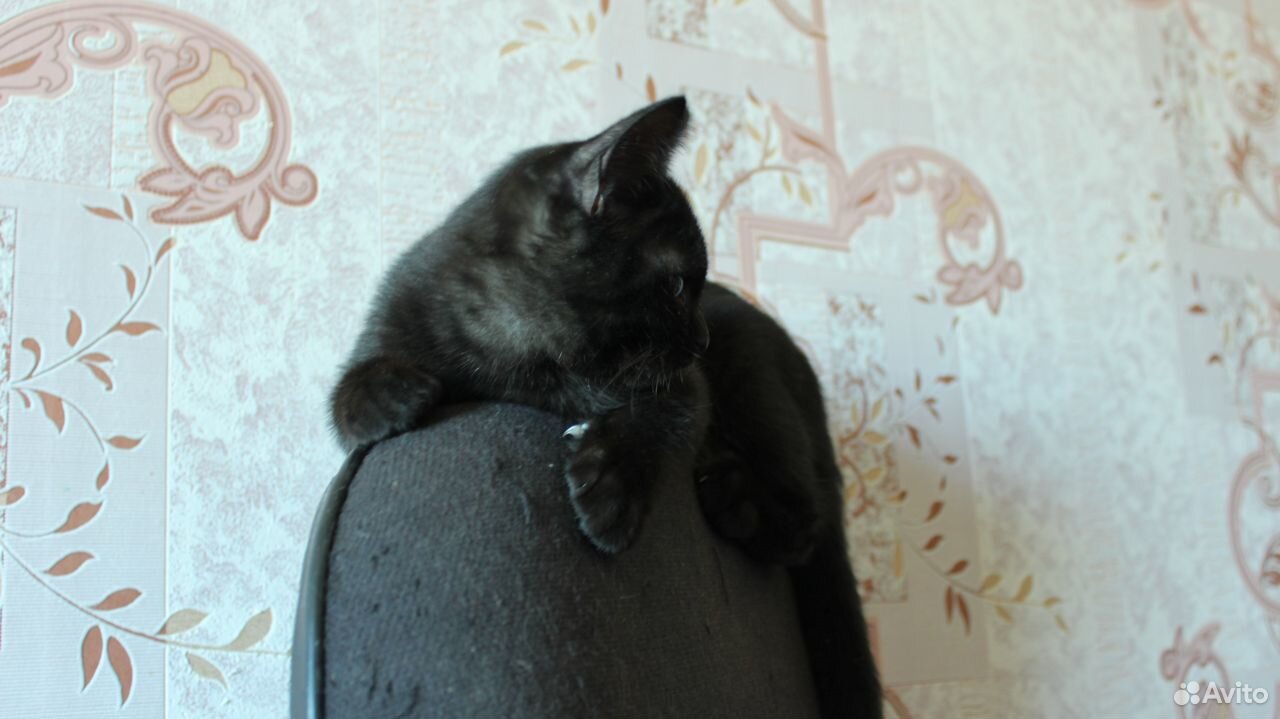 Черные и черно-белые котята, отдам купить на Зозу.ру - фотография № 5