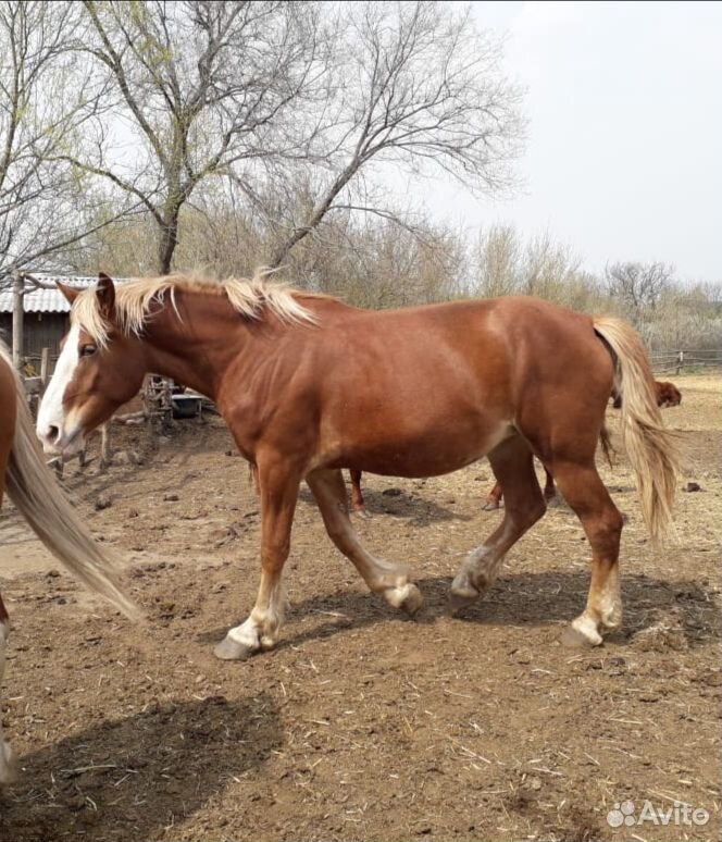 Лошади и коровы Колмыцкой породы купить на Зозу.ру - фотография № 1