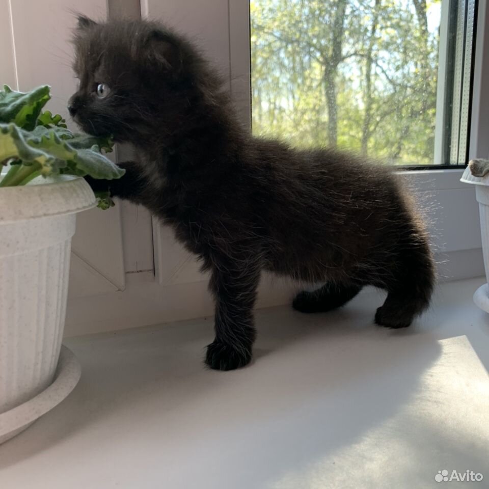 Чёрный котёнок-девочка, 1 месяц купить на Зозу.ру - фотография № 5