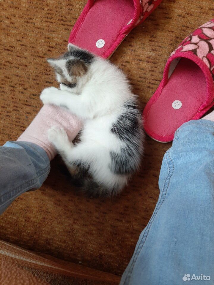 Мальчик котенок купить на Зозу.ру - фотография № 8