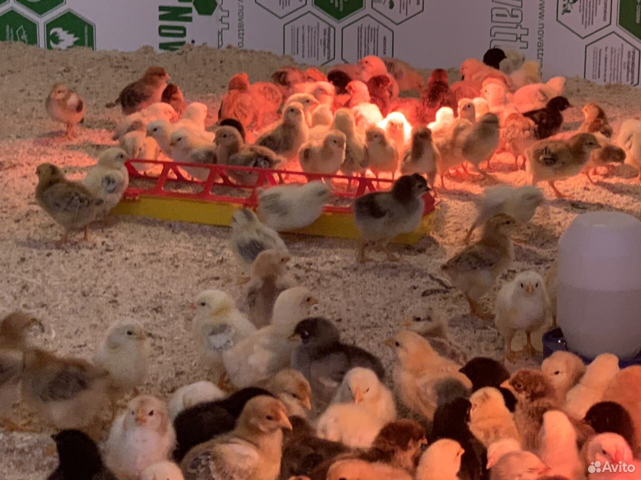 Цыплята суточные, месячные, яйца и для инкубации купить на Зозу.ру - фотография № 3