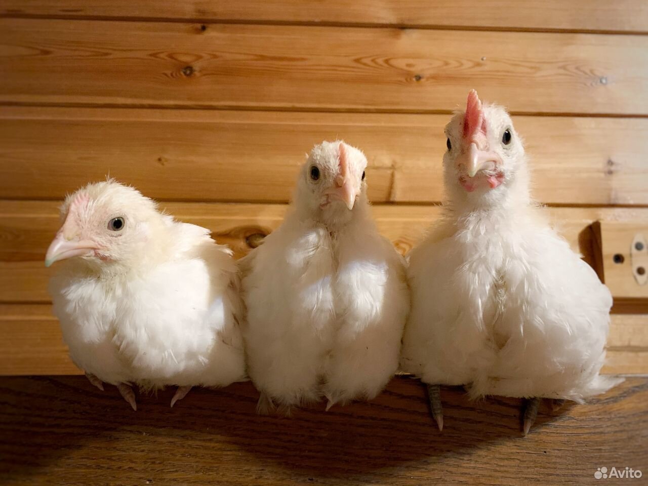 Цыплята Брессгальские 1 месяц купить на Зозу.ру - фотография № 2