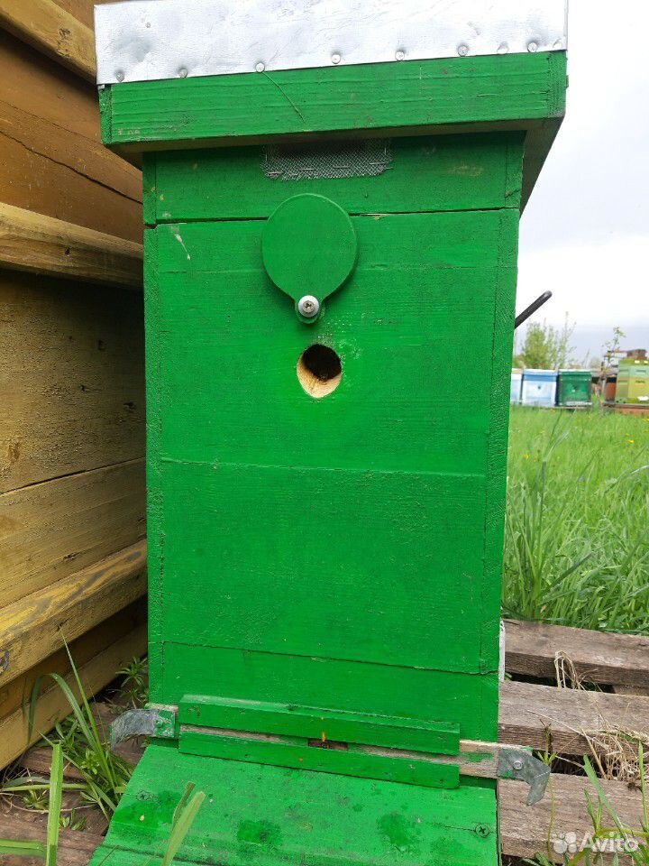 Пчелы, пчелосемьи и пчелопакеты Карпатка купить на Зозу.ру - фотография № 5