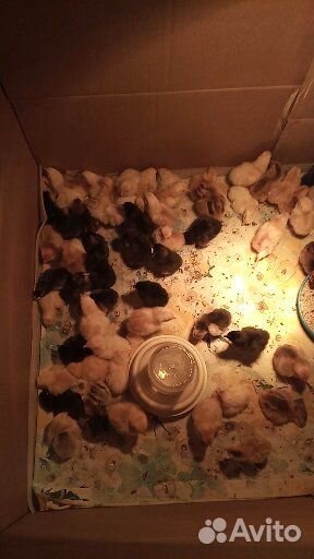 Цыплята от домашних кур, вывод 16 мая купить на Зозу.ру - фотография № 3