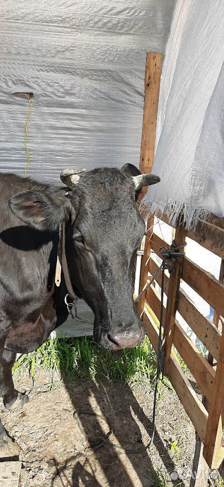 Коровы бычки телята все вопросы по телефону цены о купить на Зозу.ру - фотография № 3