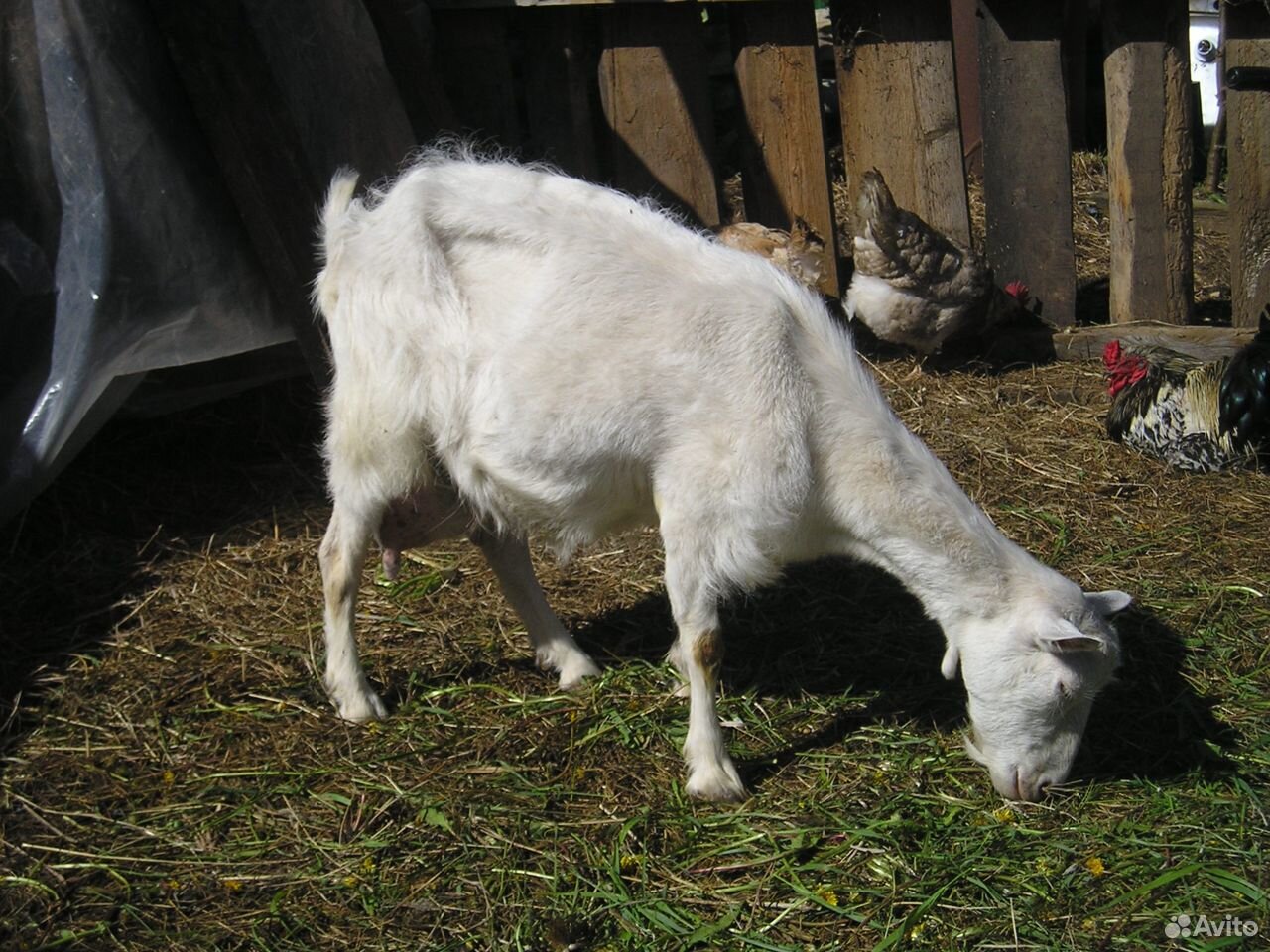 Козочка и коза купить на Зозу.ру - фотография № 3