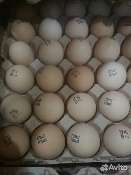 Инкубационное яйцо Кобб 500 Испания. Инкубационное яйцо Росс 308. Инкубационное яйцо бройлера Росс 308. Инкубационное яйцо бройлера Кобб 500. Купить инкубационное яйцо от производителя