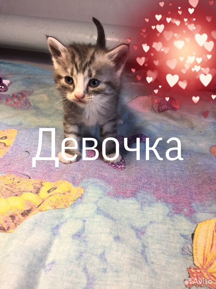 Котята бесплатно купить на Зозу.ру - фотография № 6