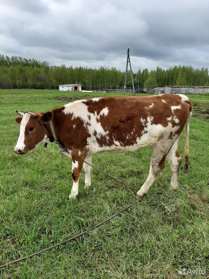 Продаются две коровы 1.5 года нетели. Одна покрыта купить на Зозу.ру - фотография № 1