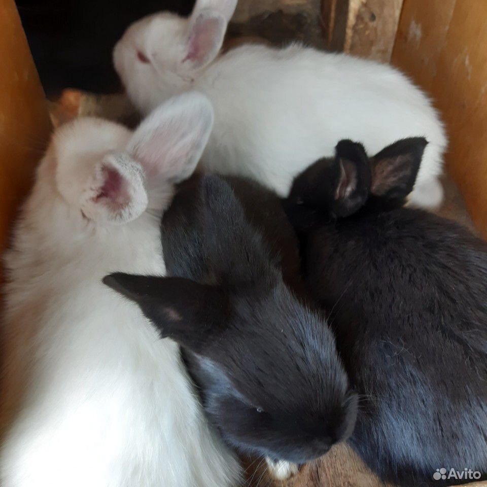 Крольчата от 1.5 месяцев купить на Зозу.ру - фотография № 1